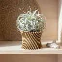 cache-pot_corneille_twist_bouleau_succulente.webp